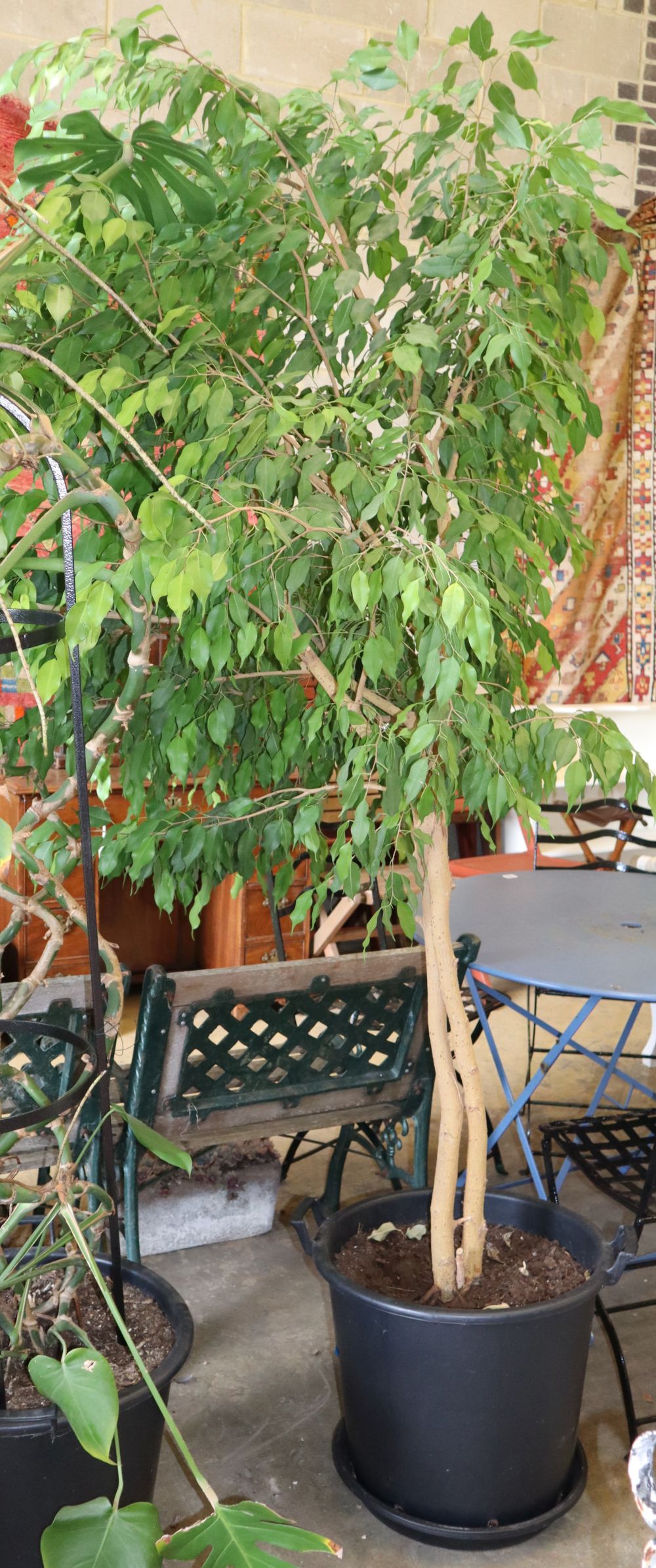 A large Ficus Benjamina (weeping fig) plant, H.230cm
